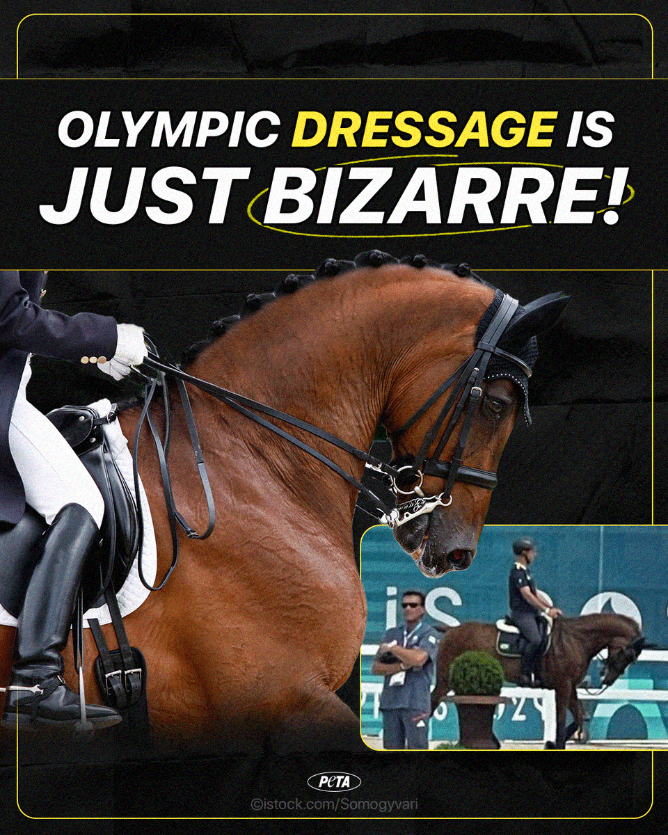 #Dressage is a freakish display of control over horses ⚠️
 
Behind the routines can be systematic violence &amp; coercion. Horses don’t volunteer to compete, they’re 𝘧𝘰𝘳𝘤𝘦𝘥 𝘵𝘰. 
 
Equestrian “sports” have no place in the #Olympics. Help ban them: peta.vg/3xg8