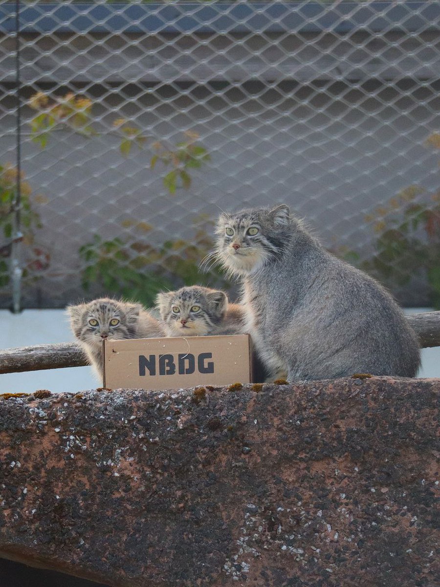 DailyManul's tweet photo. https://t.co/jfc5TSgM0d