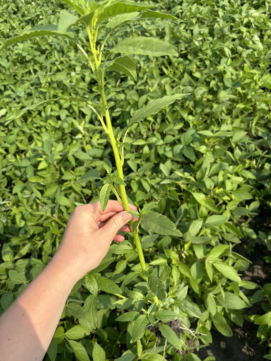 field2fieldag's tweet photo. One of the main ways waterhemp arrives is through equipment. Our F2F agronomist @Christine25Kilp discovered waterhemp west of Elm Creek and @russpauls on a trip south saw a header at a dealership with waterhemp and kochia growing out of it. We need to stay diligent on cleaning equipment and scout your fields. #Scout2024