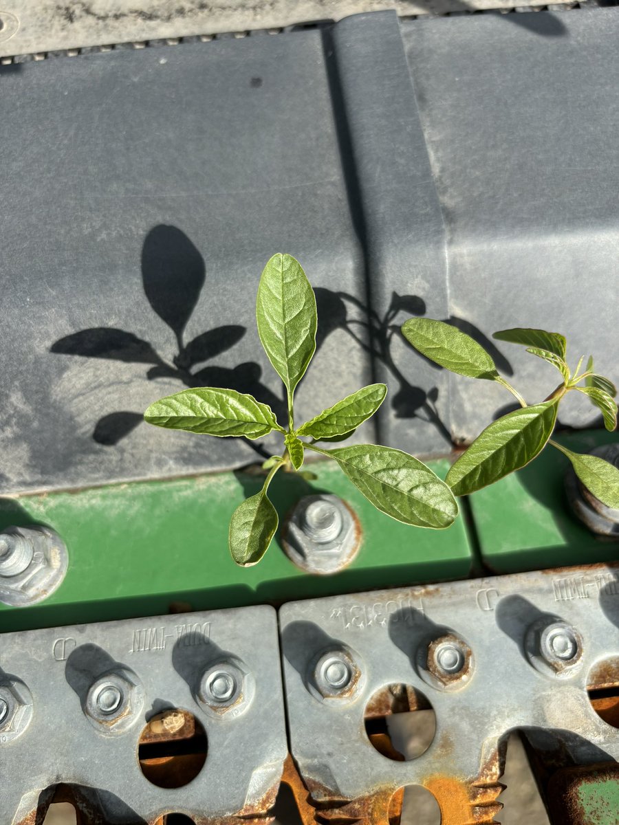 field2fieldag's tweet photo. One of the main ways waterhemp arrives is through equipment. Our F2F agronomist @Christine25Kilp discovered waterhemp west of Elm Creek and @russpauls on a trip south saw a header at a dealership with waterhemp and kochia growing out of it. We need to stay diligent on cleaning equipment and scout your fields. #Scout2024