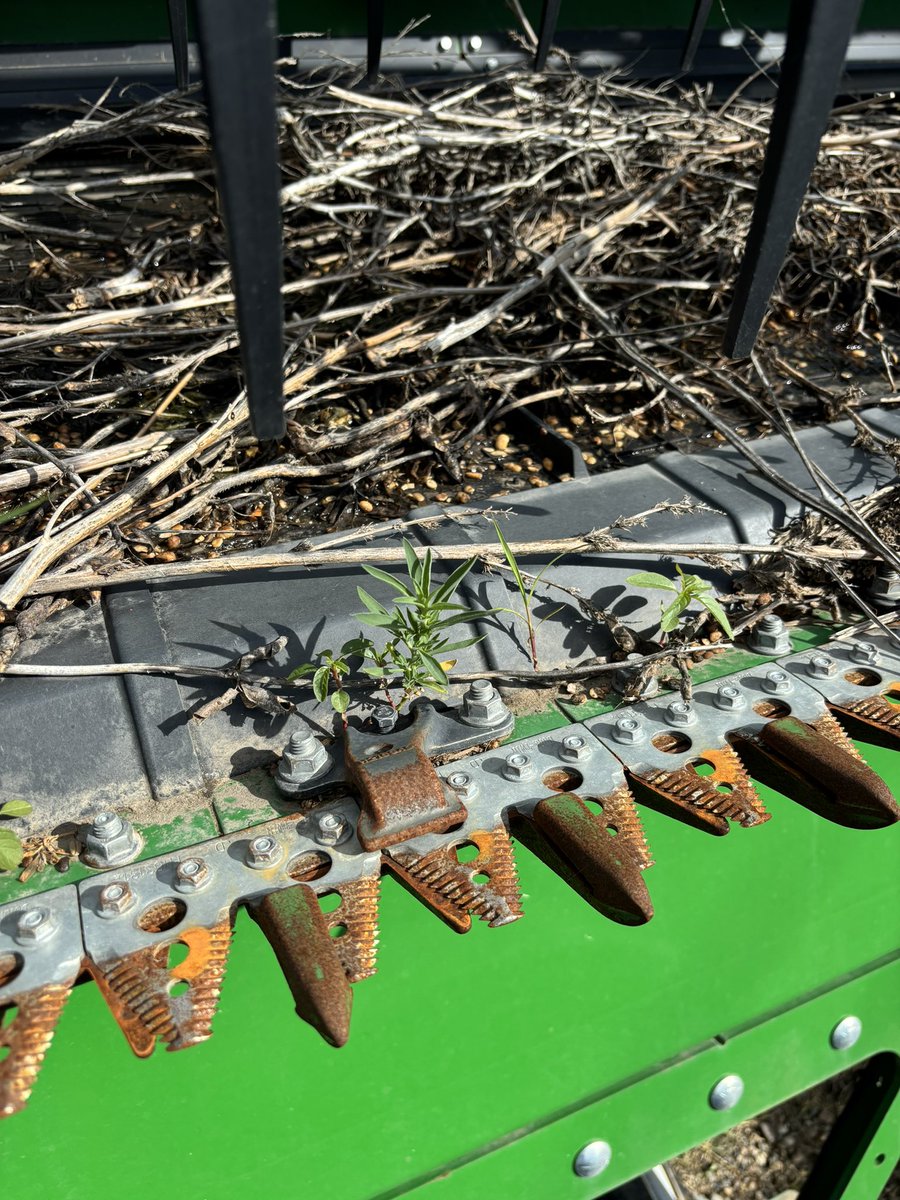 field2fieldag's tweet photo. One of the main ways waterhemp arrives is through equipment. Our F2F agronomist @Christine25Kilp discovered waterhemp west of Elm Creek and @russpauls on a trip south saw a header at a dealership with waterhemp and kochia growing out of it. We need to stay diligent on cleaning equipment and scout your fields. #Scout2024