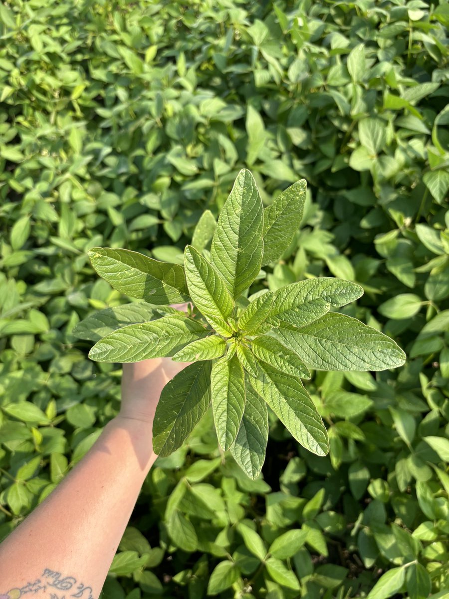 field2fieldag's tweet photo. One of the main ways waterhemp arrives is through equipment. Our F2F agronomist @Christine25Kilp discovered waterhemp west of Elm Creek and @russpauls on a trip south saw a header at a dealership with waterhemp and kochia growing out of it. We need to stay diligent on cleaning equipment and scout your fields. #Scout2024
