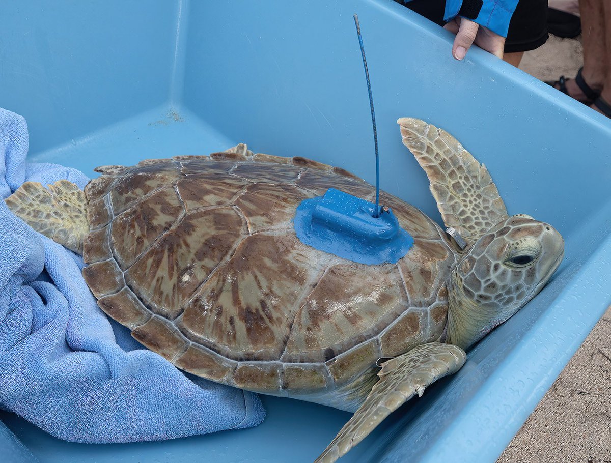 thefloridakeys's tweet photo. “Roseleigh” (pronounced Rose-lee) a juvenile green sea turtle rehabilitated at the @TurtleHospital was fitted with a satellite-tracking transmitter & released to join the 17th annual #TourdeTurtles. The educational program is organized by @conserveturtles. https://t.co/ncfPeCNwaN
