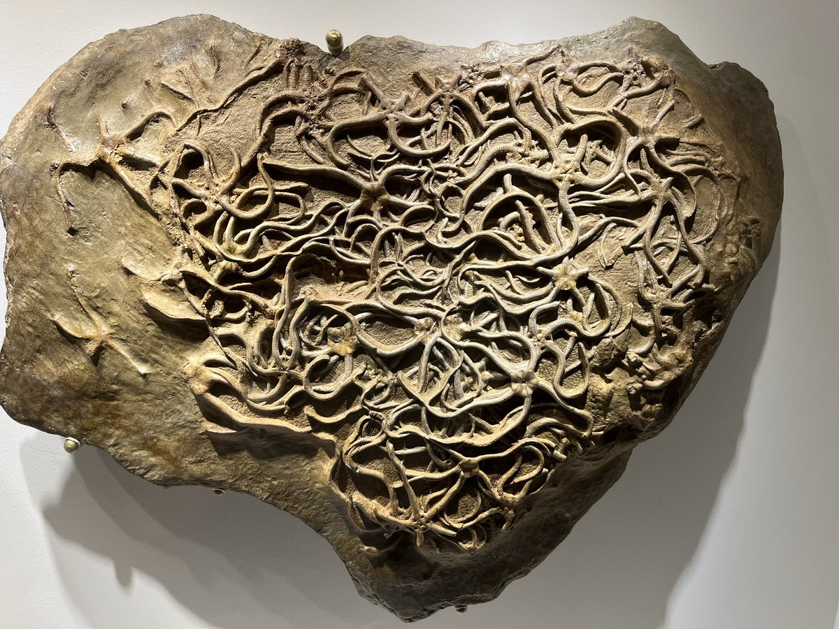 Benham-Pyle Lab tweet media