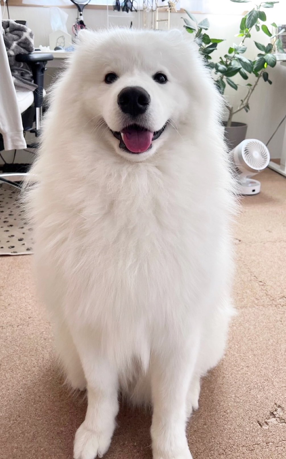サモエド　Samoyed オリジナル　コート サモエドのダッツ on X: 