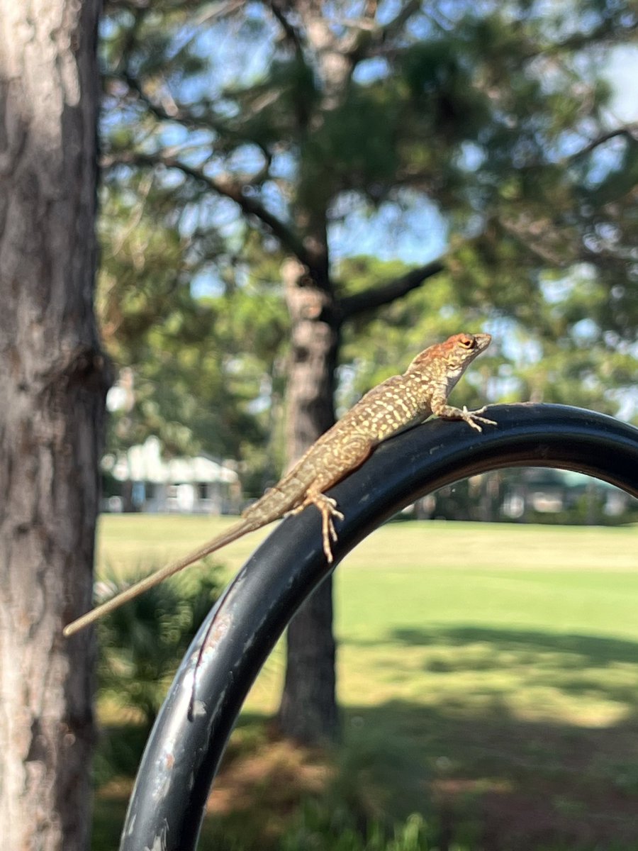 NativeBirdBoxes's tweet photo. This Green Anole was caught snacking on Pine Boring Beetles as we were servicing the traps at a clients property today! #saveURpines #callus #happytohelp @NativeBirdBoxes https://t.co/m4Bg8c4gLj