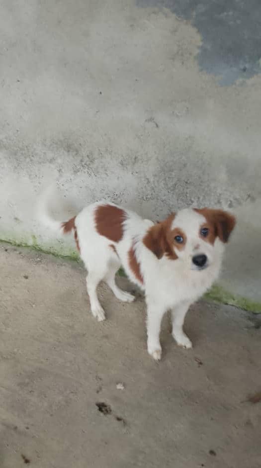 yara calcagno tweet media