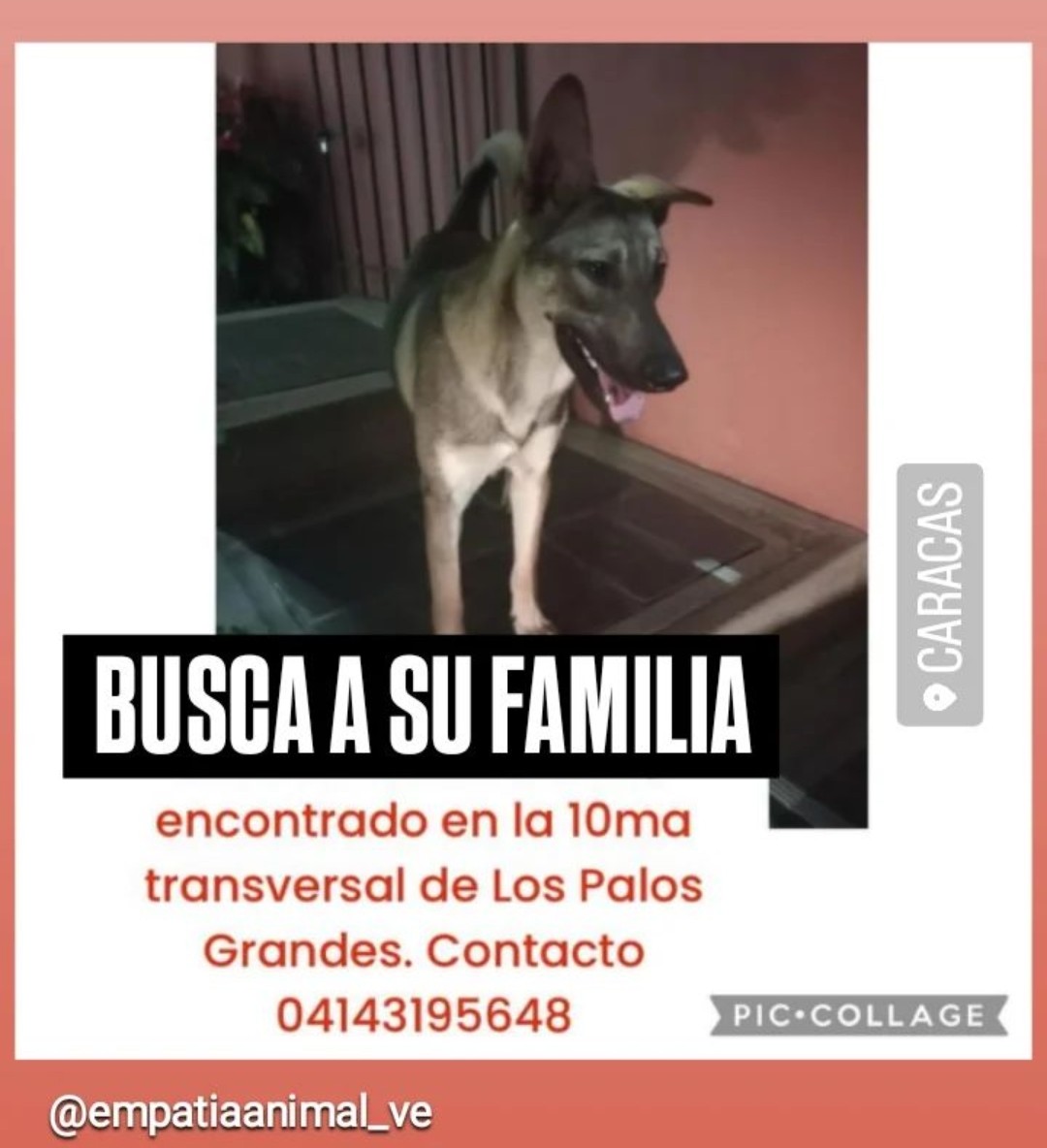 PerroUsuario's tweet photo. EXTRAVIADO Los Palos Grandes https://t.co/xa0s3pze4a