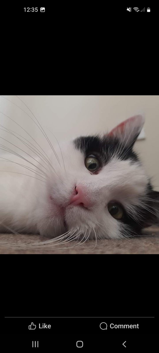 VL70Suffolk's tweet photo. My last #caturday #cats of twitter post with my beautiful girl who crossed the 🌈 #rainbow bridge on Thursday. Sweet dreams I will miss you so much. https://t.co/PXjJGCDnOh