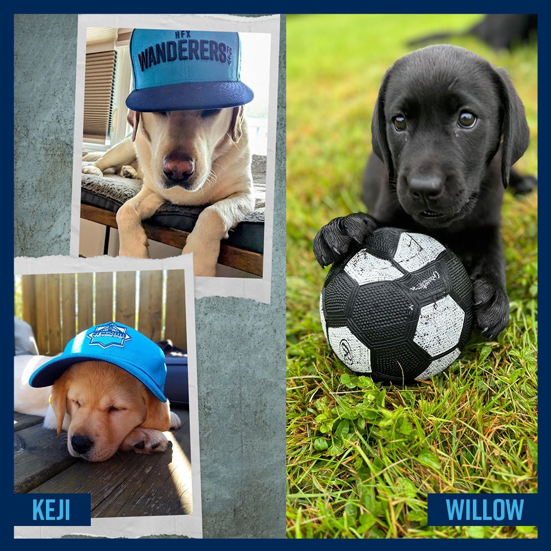 Halifax Wanderers FC tweet media