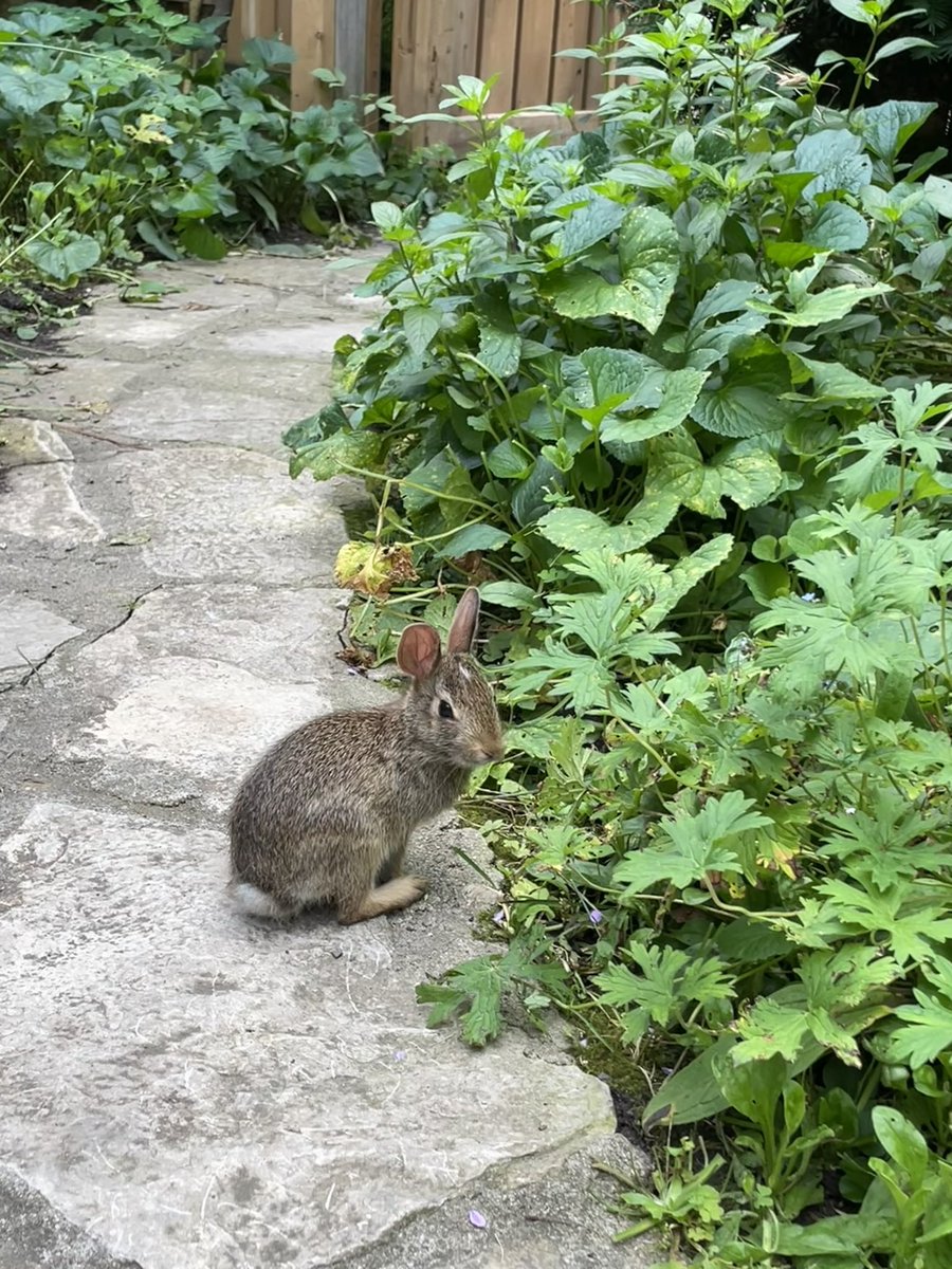 Dr. J Robson tweet media