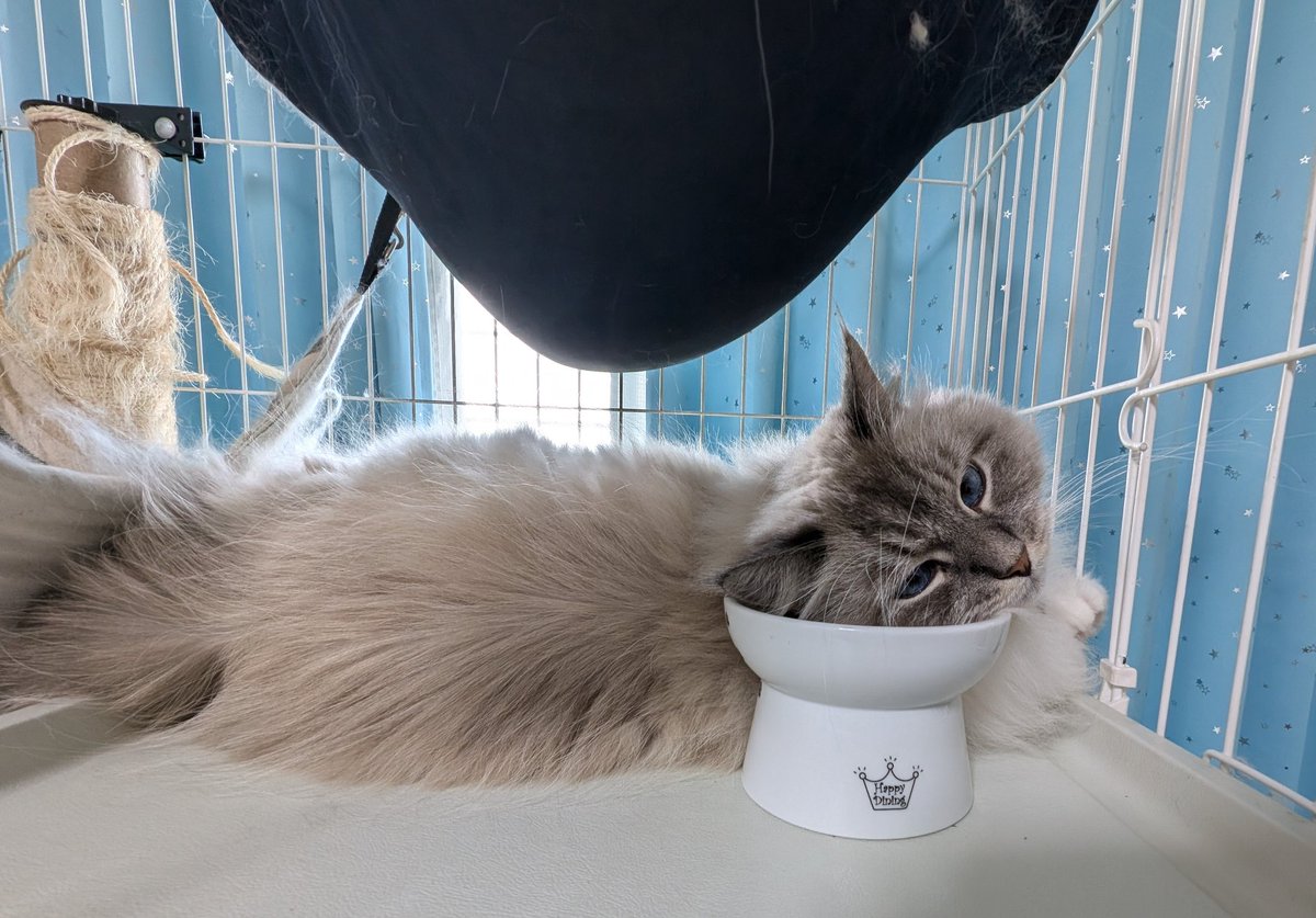 bastet_camera's tweet photo. 猫壱の皿がちょうどいい高さらしい☺️✨ https://t.co/l0wIsOkneY