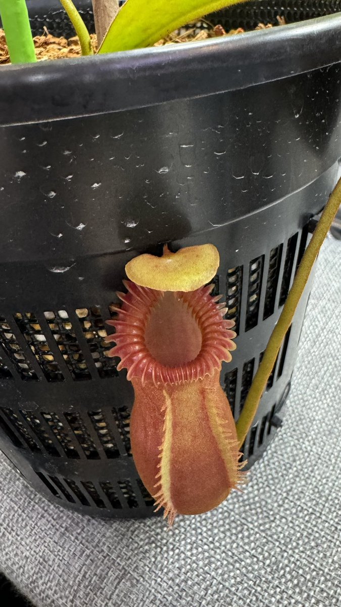 N.edwardsiana Monggis
この個体は丸襟🌱
こちらは脇芽もあります😋