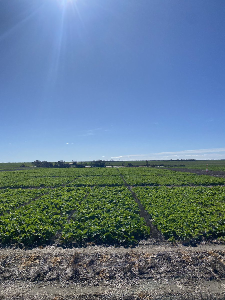 Nuseed trial at Scaddan ticking along @NuseedAustralia <a href="/roycey75/">Andrew Royce</a> <a href="/m_hickey90/">Michael Hickey</a>