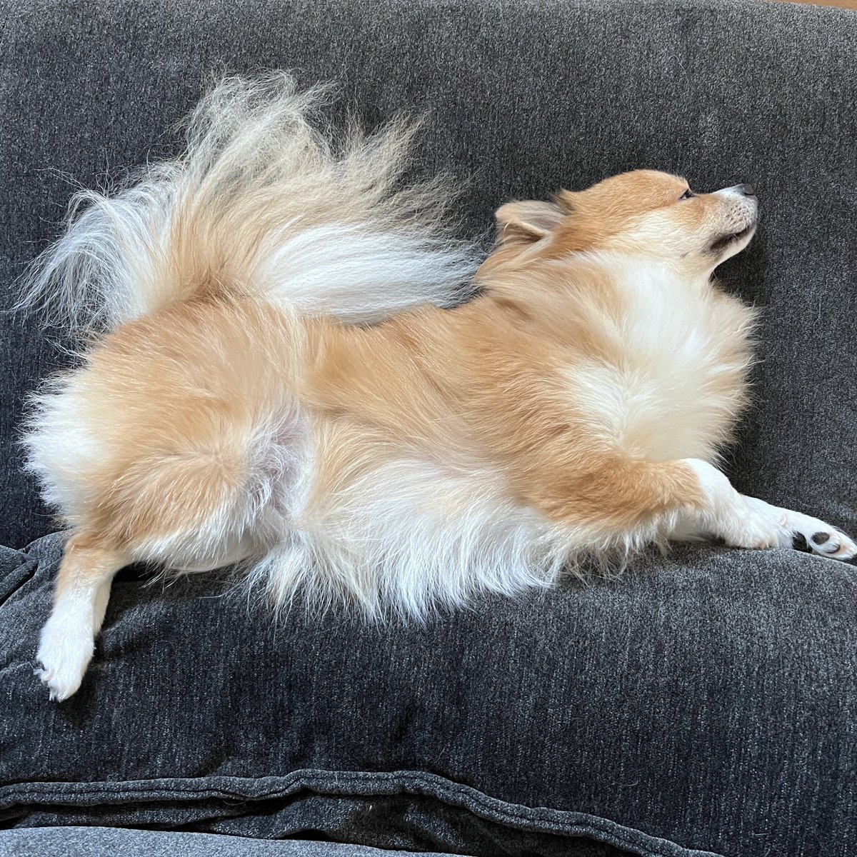 KNITatDAISY's tweet photo. 熟睡わんこ
しっぽふさあー
#犬のいる幸せ #犬 #犬のいる生活 https://t.co/JYrQQgdDvq