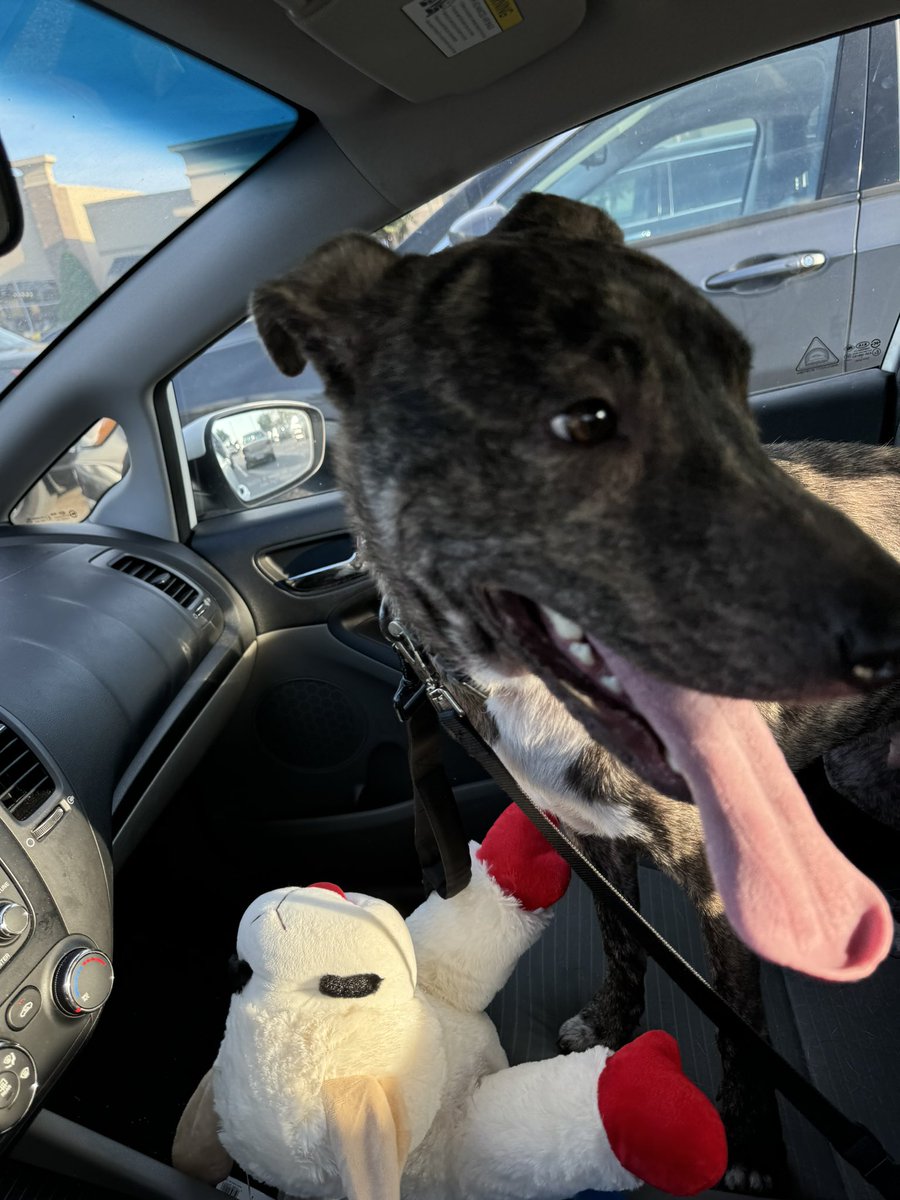 AUNTIES! UNCLES! I WENT TO THE PET STORE fOR THE FIRST TIME!!! 

Picked out something I’ll destroy in one night 😈