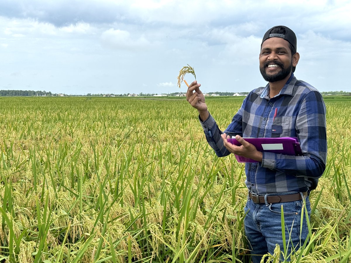 Gurjeet_AgSci's tweet photo. #ResearchUpdate2024 πΊπΈ
Getting ready to harvest #AdvancedYieldTrial of #RiceBreeding program @TAMUAgriLifeBEL @txresearch @AgriLife @TAMU
Looking forward for some interesting results.
#RiceBreeding
#Agriculture https://t.co/jLqJT3zCAM