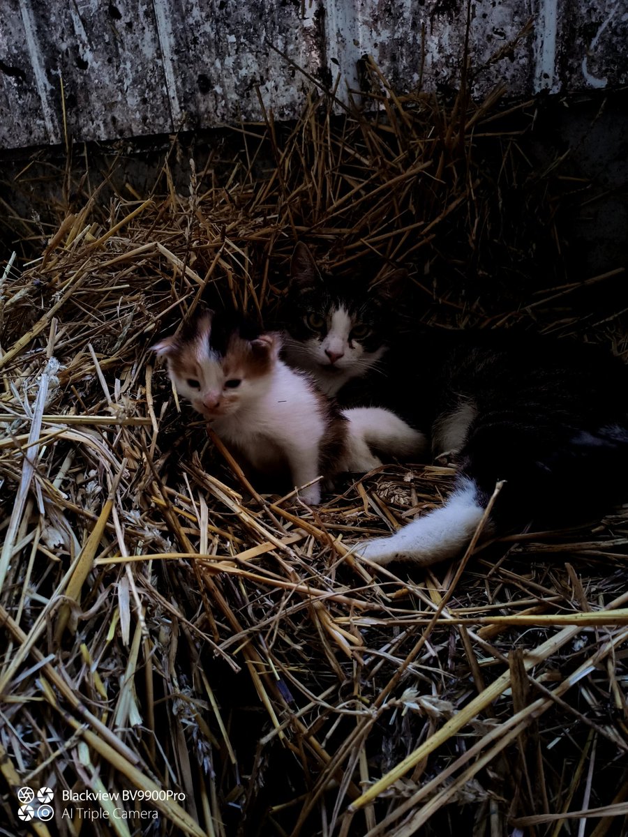 Guess were cat breeders now.