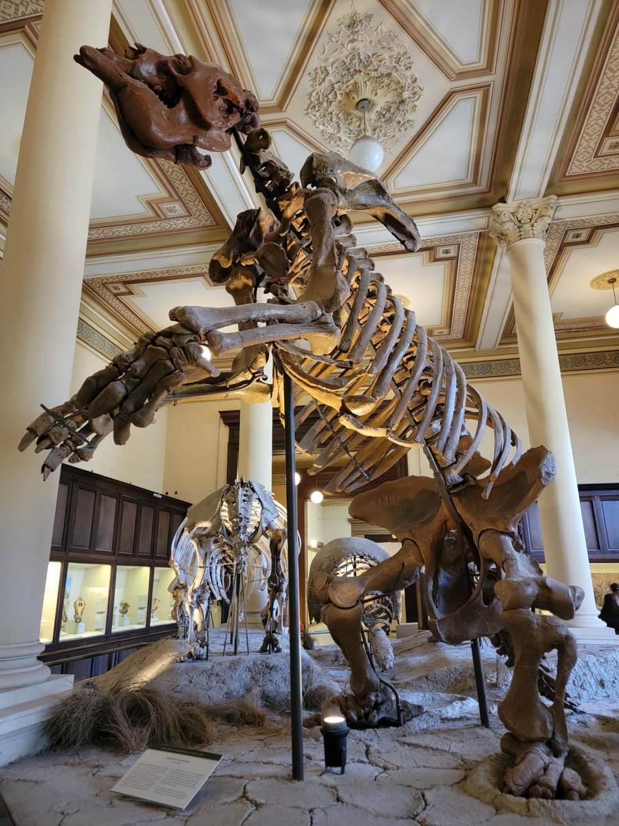 Morphology & Ecology Across Time Lab at Gonzaga tweet media