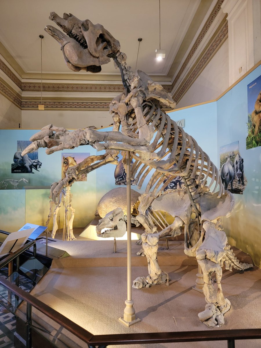 Morphology & Ecology Across Time Lab at Gonzaga tweet media