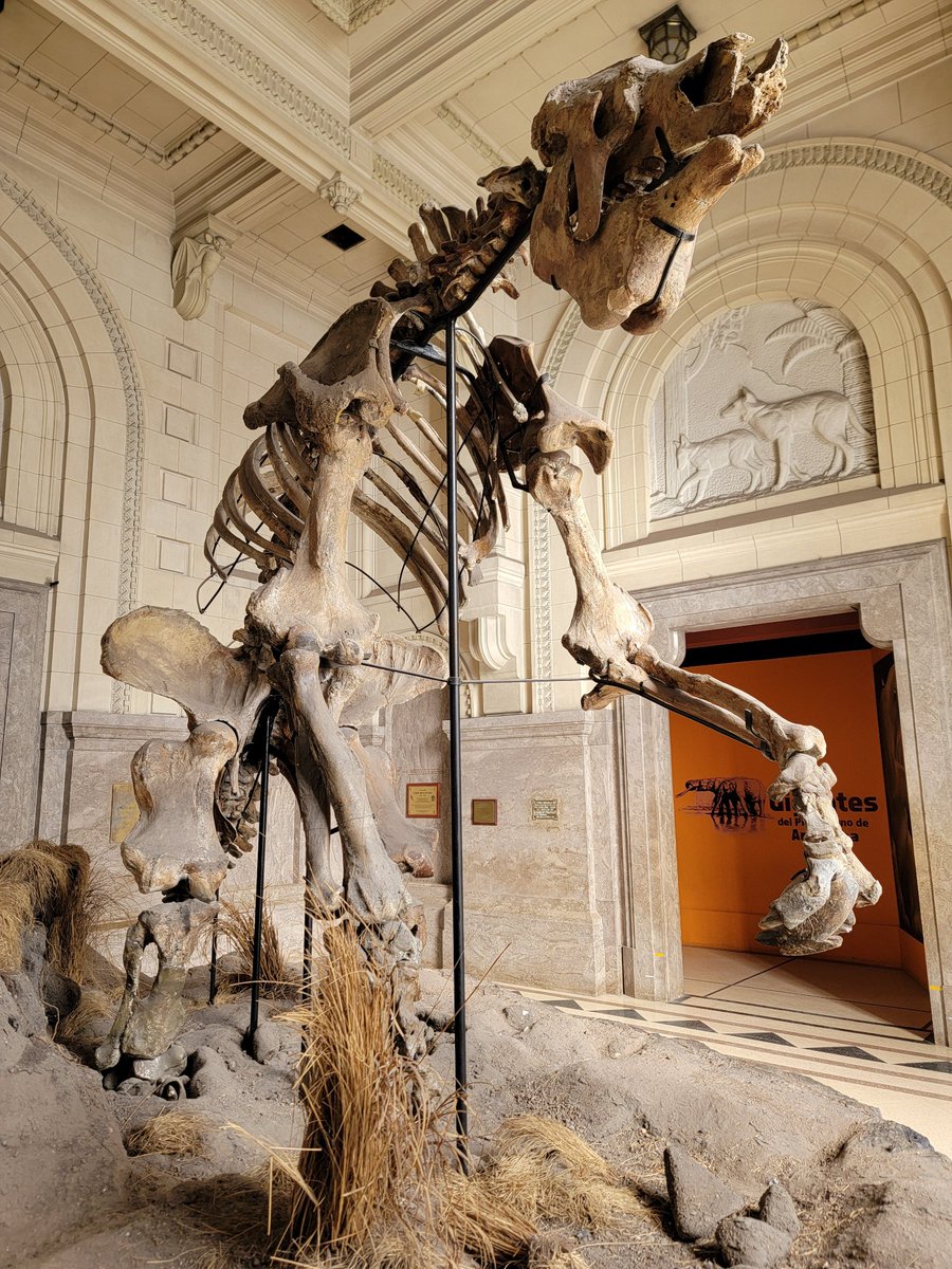 Morphology & Ecology Across Time Lab at Gonzaga tweet media