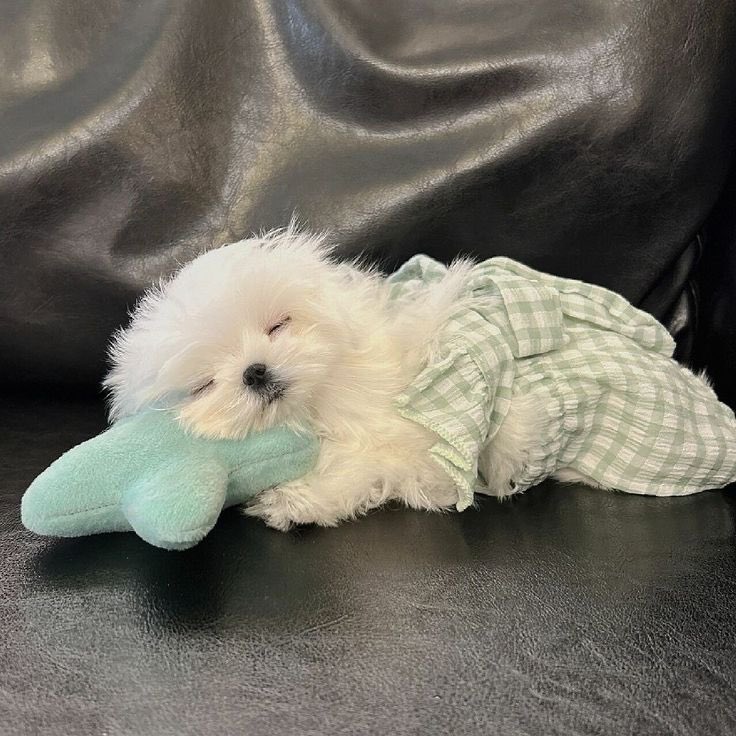 twaniimals's tweet photo. 💚 https://t.co/vvbaxQOSTR