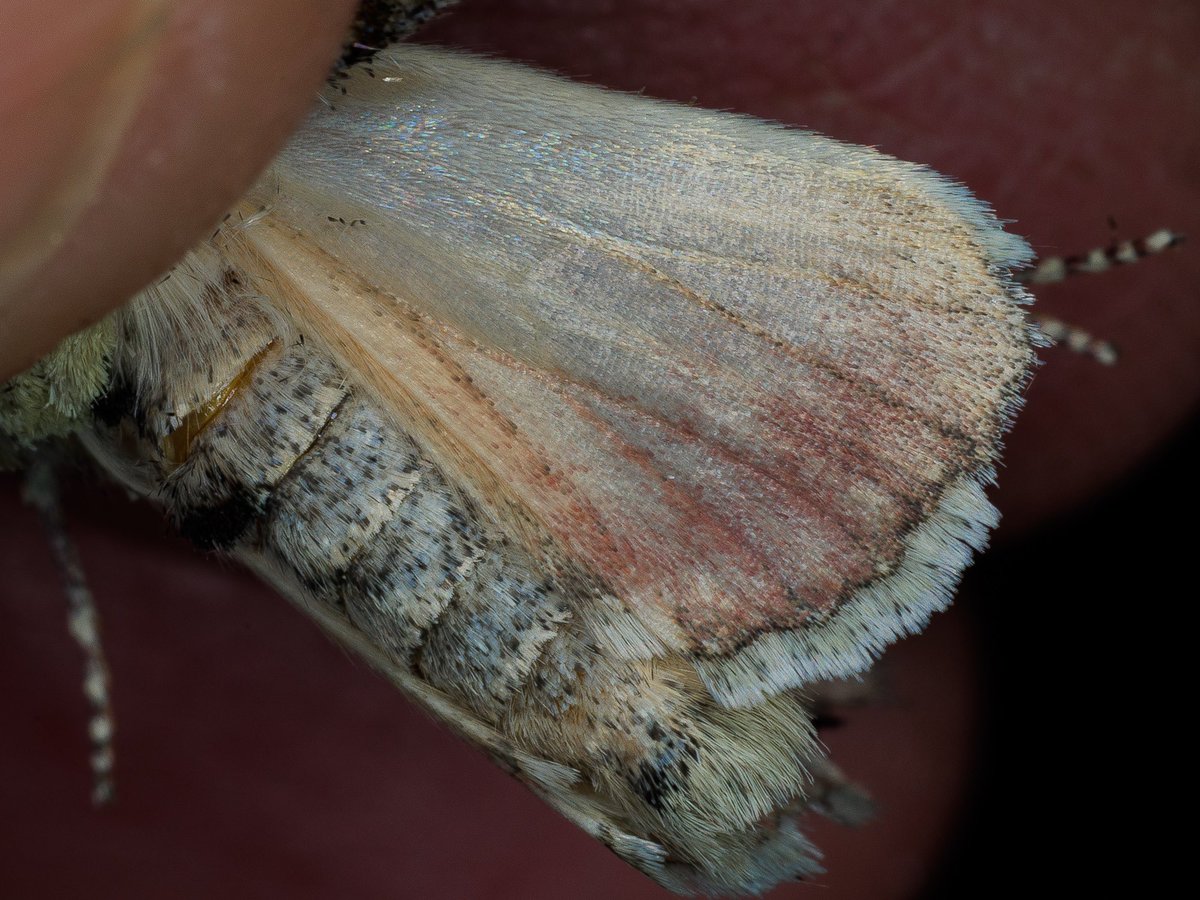 garybnunn's tweet photo. Mothing the Sierras, California—after finding Violet Brocade (Oligia violacea), with reddish colored thorax, was thrilled to come across the rarely reported Oligia rampartensis, the pale thorax and buffy HW marked reddish diagnostic. https://t.co/gANGKHtRtm