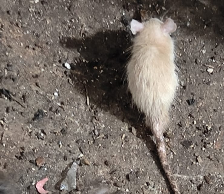 templeofrats's tweet photo. 🙏🏻🙏🏻  जय माता जी री सा 🙏🏻🙏🏻                  

आदिशक्ति जगत जननी माँ श्री करणी जी महाराज देशनोक                             
मंगला जोत,आरती दर्शन.।                      3. अगस्त 2024
प्रातः 04.00 बजे. 
तिथि मिति श्रावण बदी १४ https://t.co/Ccj7prgHib
