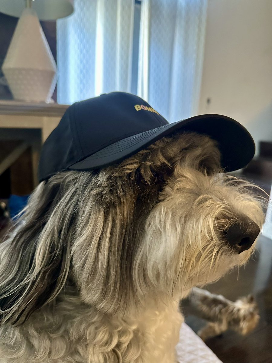 SnappleSauceee's tweet photo. @BonkzNFT_ WHALE CARE PACKAGE.. JUST DROPPED!!!

 Whale benefits keep getting better!🐳🐳

Go get some swag.. online at the @BonkzNFT_ merch store!! 

Bronx is a happy pup!! 
🚨🚨🚨🚨🔥🔥🔥🔥🔥🚨🚨🚨🚨 https://t.co/9fjhYib4nb