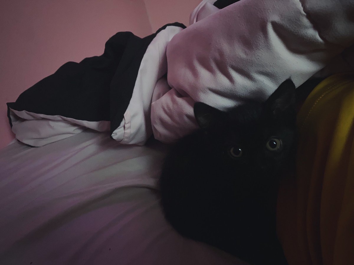 silverlynnn's tweet photo. Y’all fw my kitten 🥰 ?? https://t.co/5NEsCIuYp8