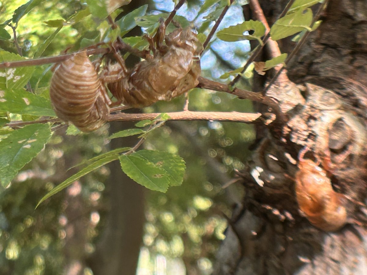 rrbrunch's tweet photo. Cicada Shell Clusters Everywhere 😳
#park #greenspace #walking #cicadashell https://t.co/uUoFkBHnUW