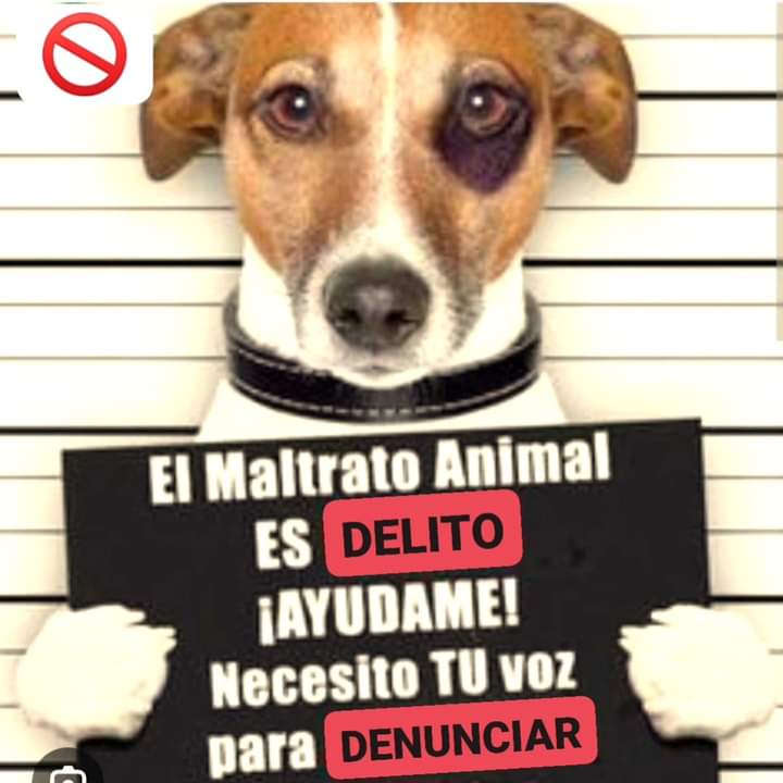 DECIMOS #NO AL MALTRATO ANIMAL...!!!
SÉ SU VOZ... DENUNCIA...!!!