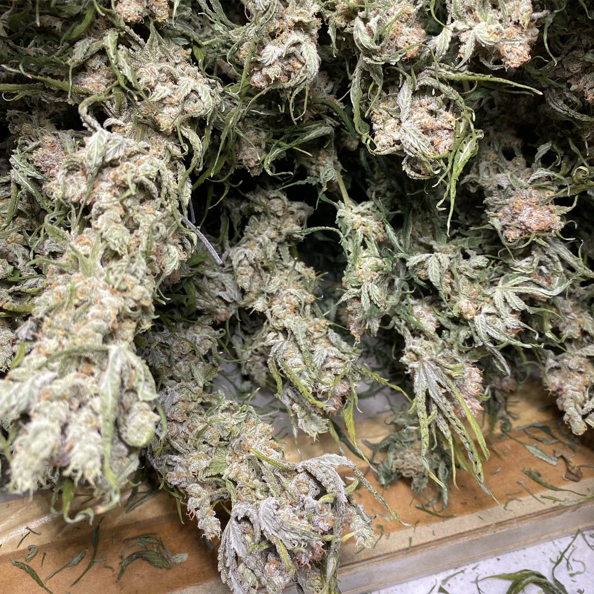 Purple Sour Diesel 💜

#BeHappy #Canna4Climate #CannabisAlliance #NWLeaf #TheStranger