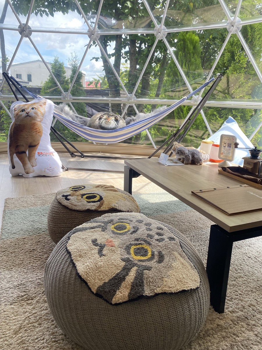 nakprstaff's tweet photo. 那須ハミルの森x那須どうぶつ王国のコラボルーム！！
とってもかわいい部屋が完成しました🐈
1日1組限定の特別なコンセプトルームです！

https://t.co/Spm7xWC08A

#那須どうぶつ王国
#那須ハミルの森 https://t.co/MA1G4abOV5