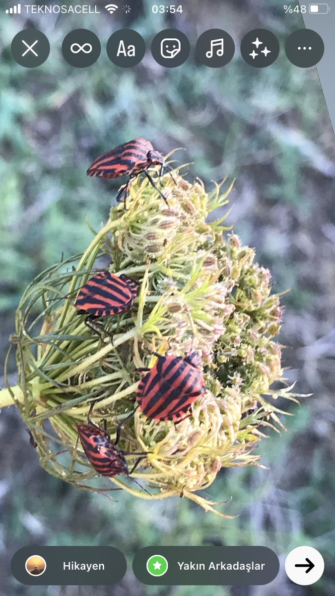 MKasapoglu74's tweet image. ;
İnsan;
Yaptığı şey dir.
Yapacağını söylediği şey değil.
Jung 

İyi uykular 
#böcekler #