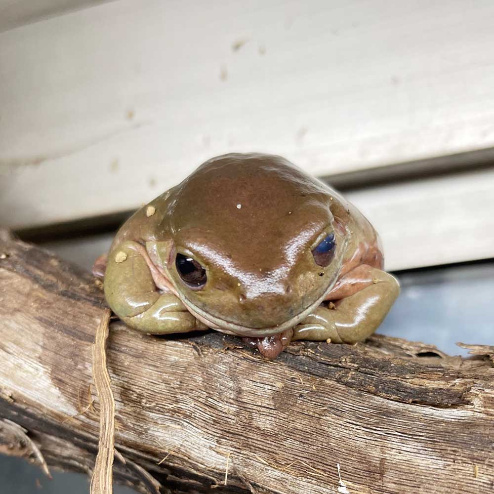 reptilescafe's tweet photo. ひたすら暑い横浜
お店は営業(11時〜18時、入店17時頃まで)です
なお
12日(月)は通常営業、お盆期間もカレンダー通り営業いたします
写真は
#イエアメガエル さんです
#爬虫類カフェ #reptilescafe #横浜カフェ
#ホワイトアマガエル #WhitesTreeFrog https://t.co/a6IZ0R1rjl