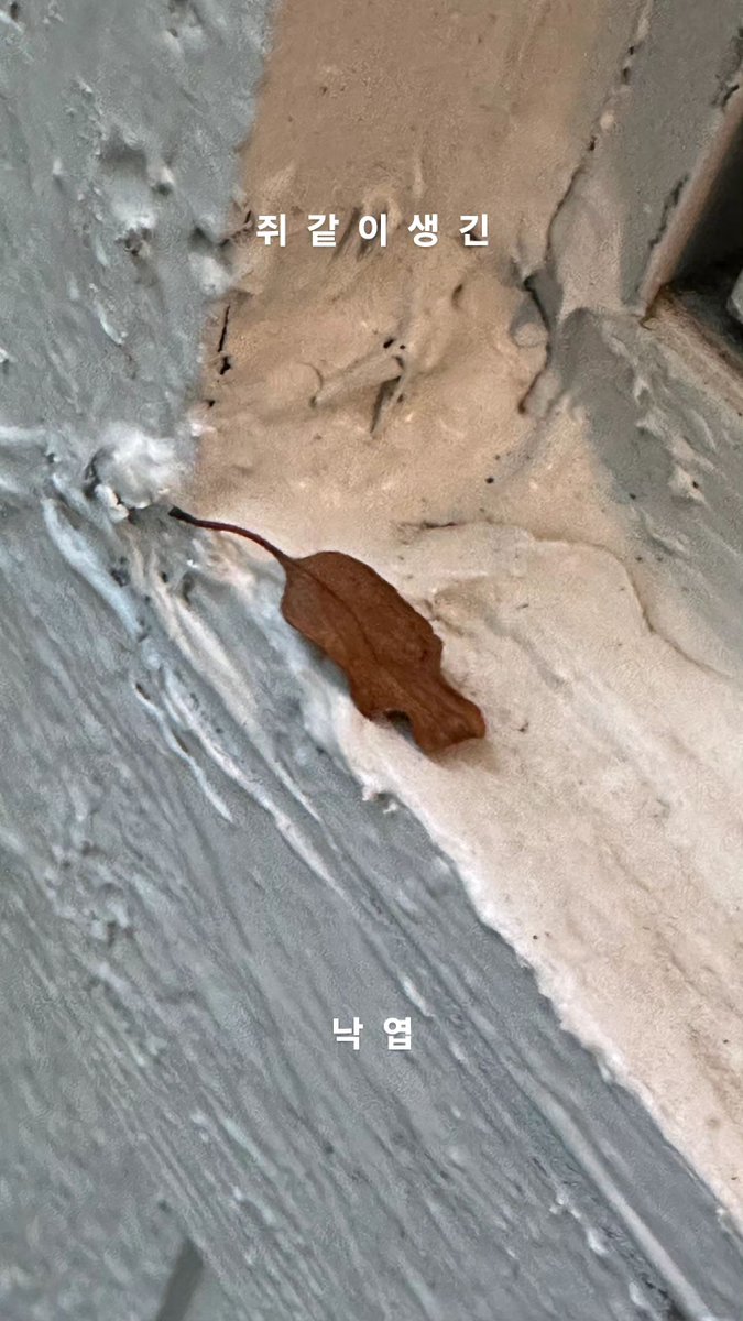 240803 t.leeknowsaurus 인스타그램 스토리
#스트레이키즈 #리노