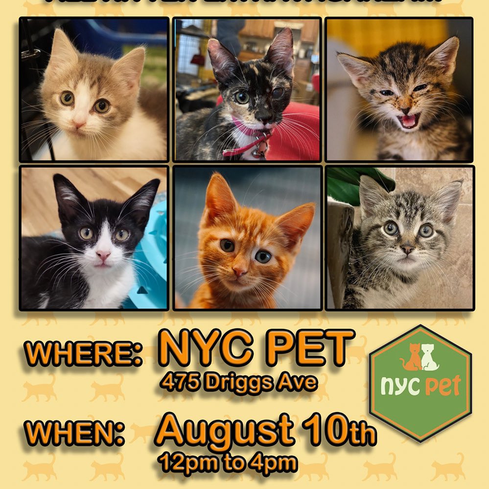 meowsquadnyc's tweet photo. finish out your brat summer right with us! 💚 https://t.co/jN2b31rwUi