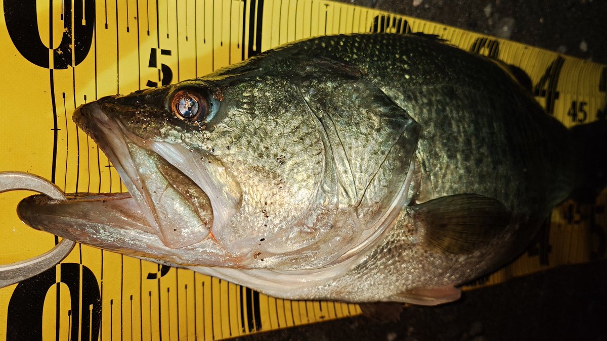 KBNGR_of_KA2's tweet photo. うひょーいい体型。このエリアで初めてマトモなサイズ出せたw
53cm2510g、タイニークラッシュ

#BSHC73M／XH＋
#Valleyhill
#セドリ棒
#BASSHACK https://t.co/auOiSLWWLZ