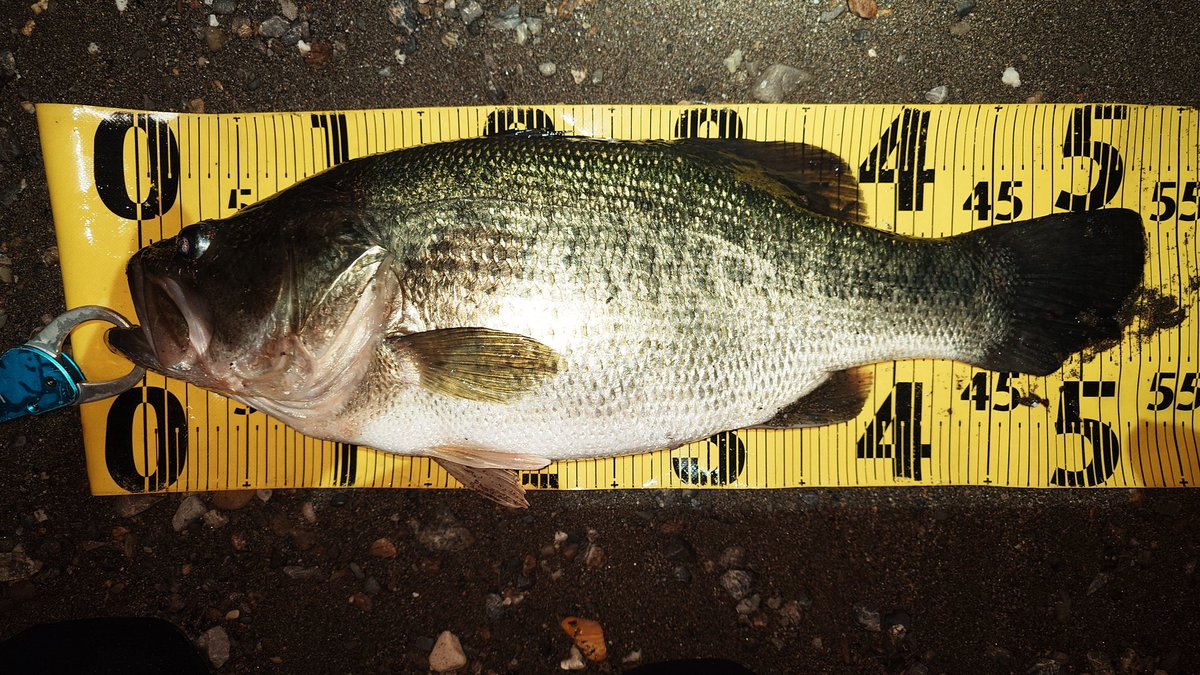 KBNGR_of_KA2's tweet photo. うひょーいい体型。このエリアで初めてマトモなサイズ出せたw
53cm2510g、タイニークラッシュ

#BSHC73M／XH＋
#Valleyhill
#セドリ棒
#BASSHACK https://t.co/auOiSLWWLZ