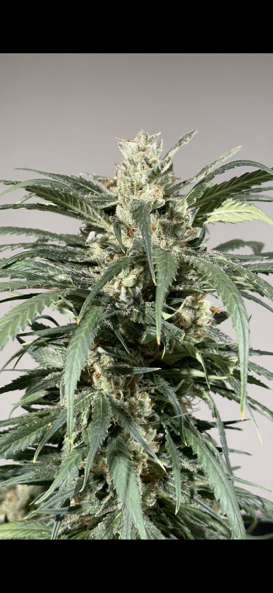 IrieGenetics's tweet photo. Lemon Jeffery Breeder Cut #iriegenetics https://t.co/6Cl9U71xx6 https://t.co/i6BtomU3TE