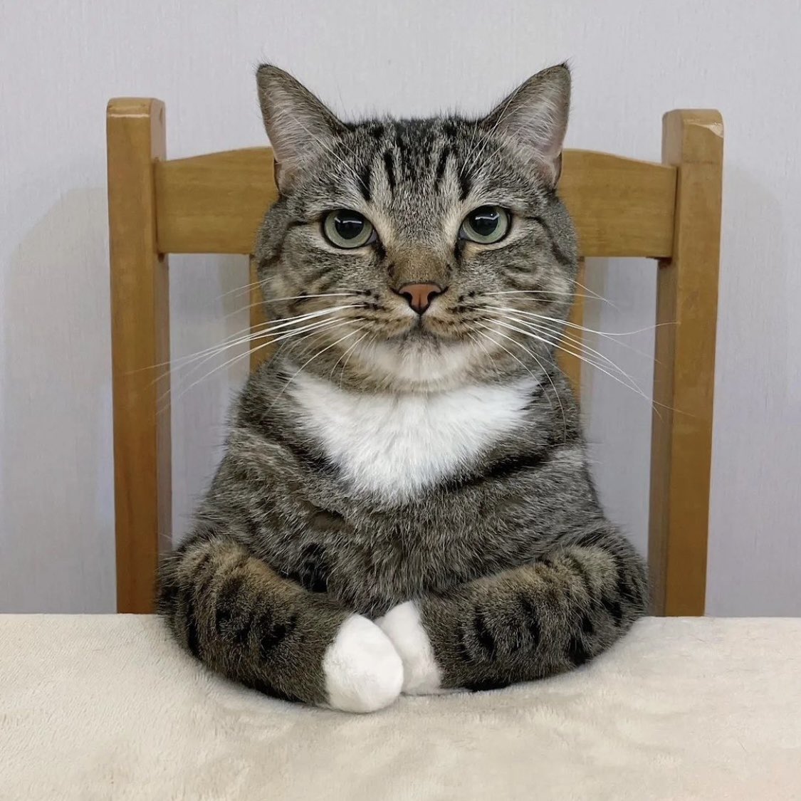 PunchingCat's tweet image. the folded arms 😭