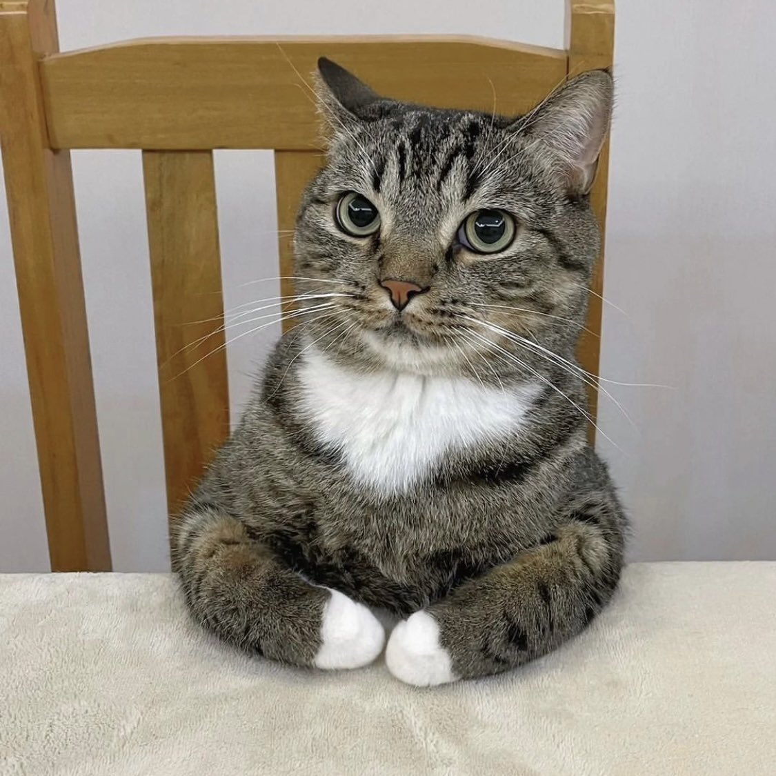 PunchingCat's tweet image. the folded arms 😭