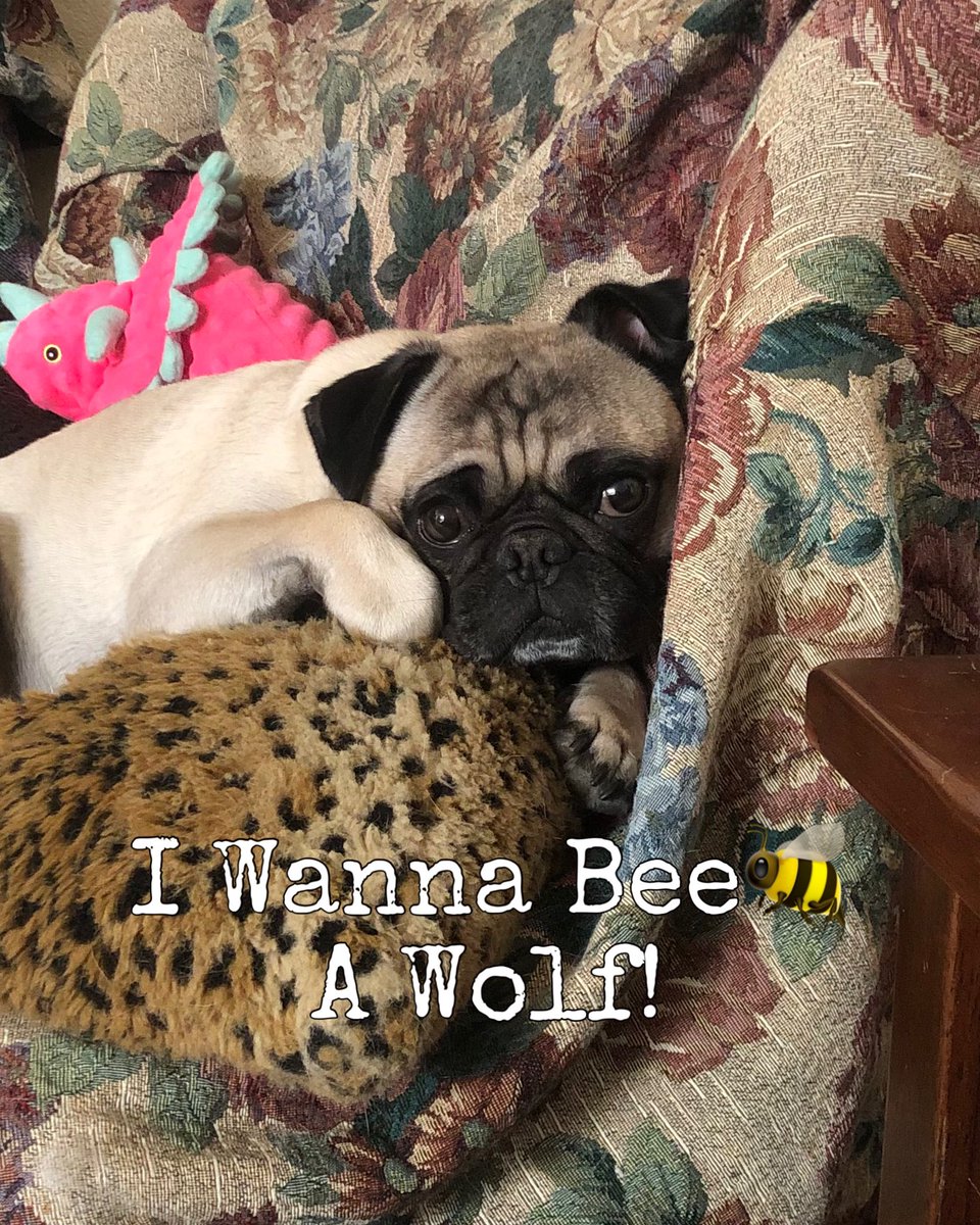 MaxiPugladiator's tweet photo. “I’m a champion cuz I’m a Wolf!” 🐺-Bentley 

#bentley #max #pug #dog #wolf #likeaboss #champion #winner #bringinghomethegold #AureliusBros #hotdog #trophy #Paris2024 #dogoftheday #doglover #dogmommylife #love #loveyoutothemoonandback ♥️ https://t.co/wWSikqZ82e