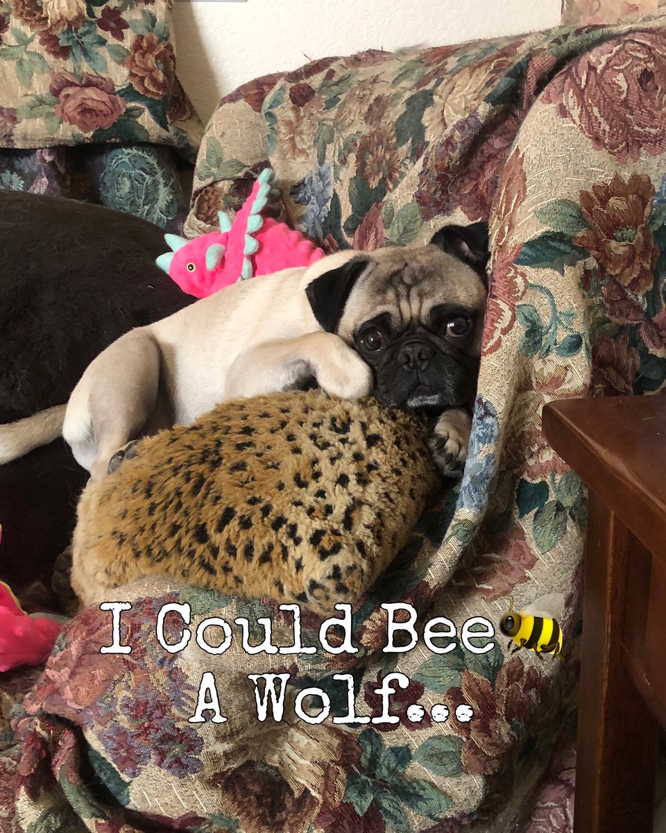 MaxiPugladiator's tweet photo. “I’m a champion cuz I’m a Wolf!” 🐺-Bentley 

#bentley #max #pug #dog #wolf #likeaboss #champion #winner #bringinghomethegold #AureliusBros #hotdog #trophy #Paris2024 #dogoftheday #doglover #dogmommylife #love #loveyoutothemoonandback ♥️ https://t.co/wWSikqZ82e
