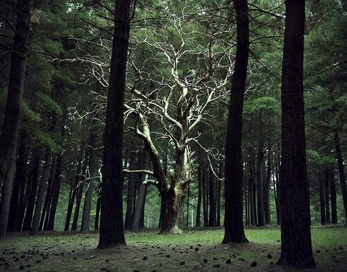 Bruceltoro's tweet photo. "Si realmente amas la naturaleza, encontrarás la belleza en todas partes".
Vincent Van Gogh
#Árboles #Bosque #SiembraUnÁrbol #VidaVerde #CuidemosElMedioAmbiente #CuidemosElPlaneta #Reforestemos #Senderismo #GuíaDeTurismo https://t.co/SaWbKy2HFg