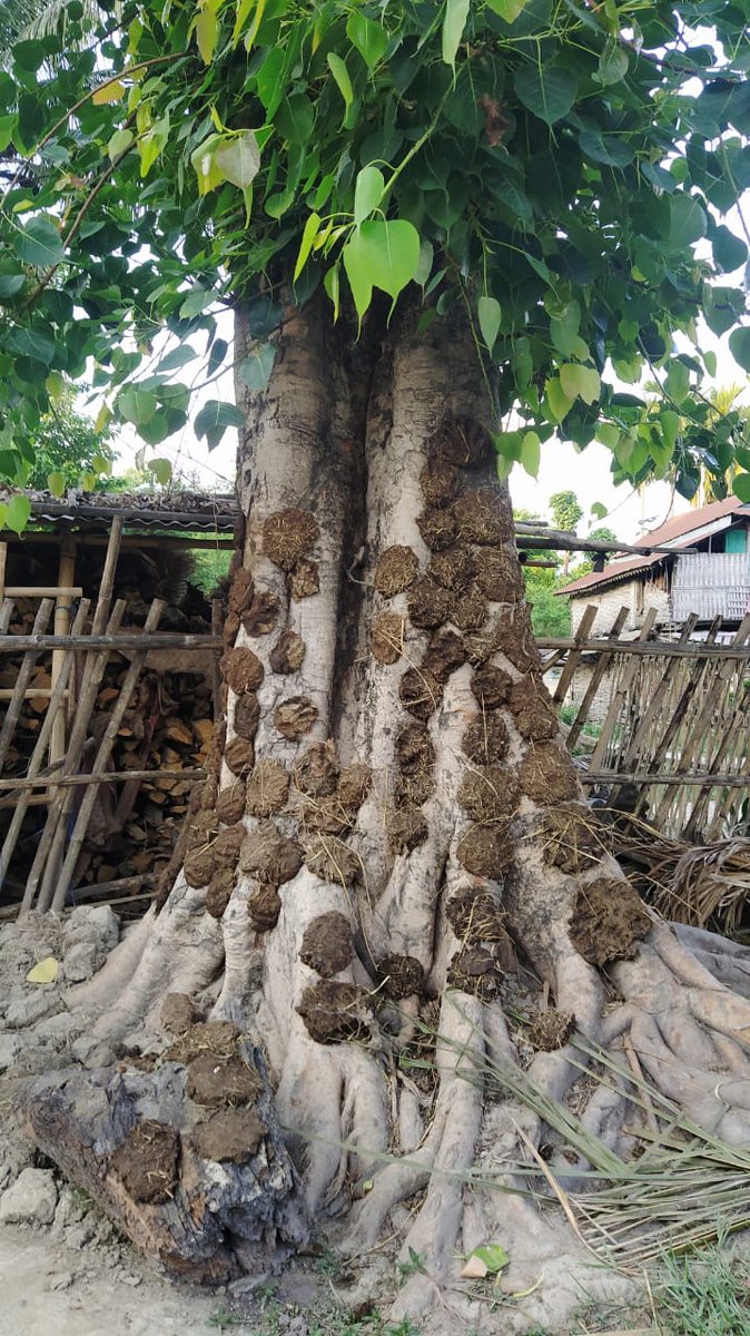Bccn_Nepal's tweet photo. Pipal tree, more than a religious and ecological importances 

#BCCN https://t.co/NuNXmX1WVp