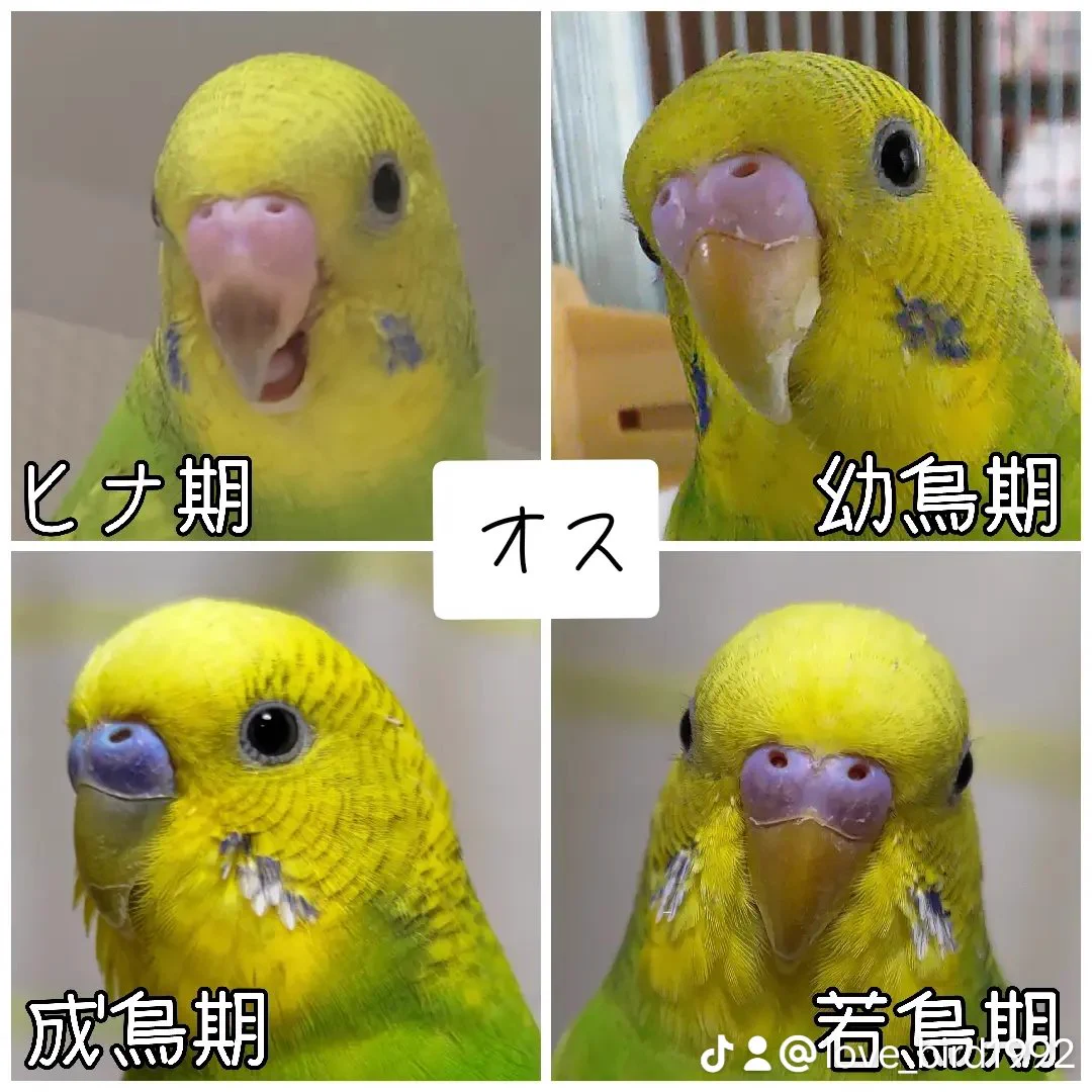 セキセイ インコ オスメス