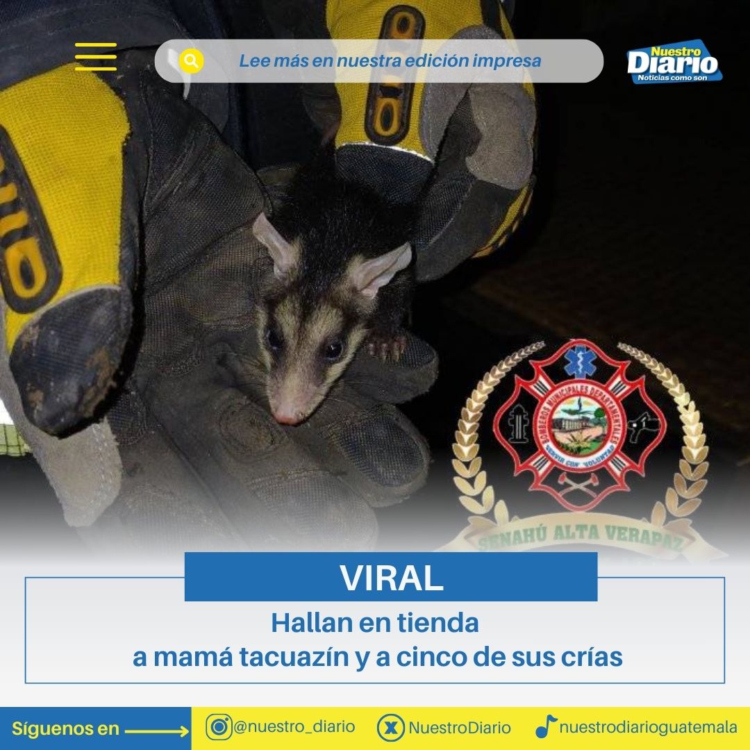 #AltaVerapaz🇬🇹| En una tienda del barrio San Pedro, Senahú, bomberos atrapan y luego liberan a una familia de zarigüeyas o tacuazines.

¡En libertad! 🍃¡No hubo delito! 🤭

Entérate en #NuestroDiario. 🗞️📱
📷: B. Senahú.