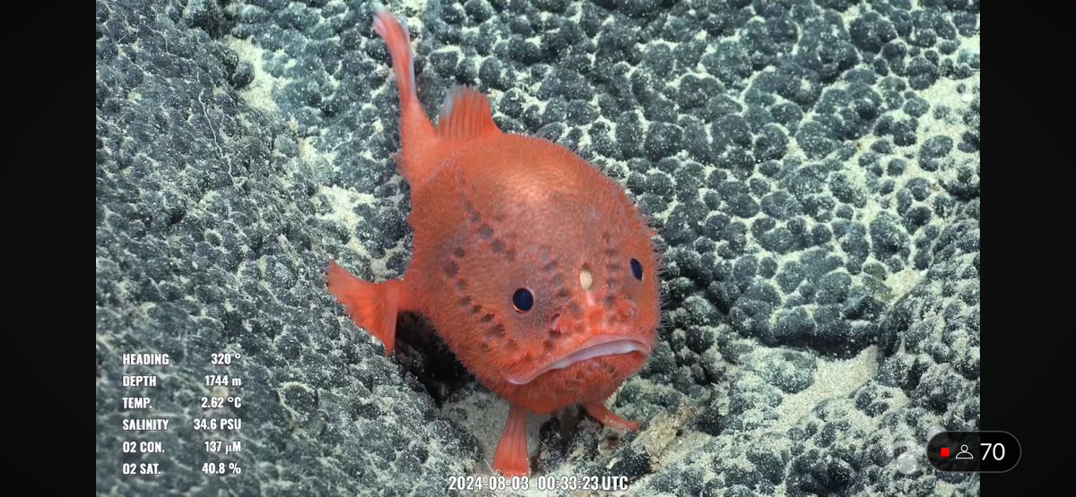 CaliKatBird's tweet photo. Chaunacops! #bestfish @SchmidtOcean #NazcaHighSeas #Dive700 https://t.co/lRybvGNKxQ